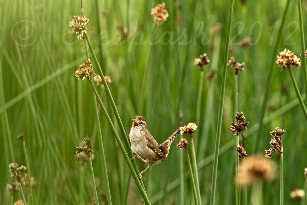 A marsh Wren tells his story in a song by Eyesplash - Summer was a blast, for 6 million view is licensed under CC BY-NC-ND 2.0.